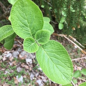 Photographie n°2171096 du taxon Viburnum lantana L. [1753]