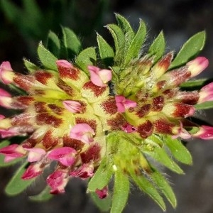 Photographie n°2171099 du taxon Anthyllis vulneraria L. [1753]