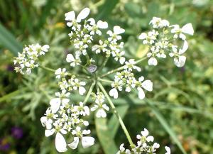 Genevieve Botti, le 14 avril 2018 (Paphos (Drouschia))