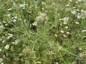 Genevieve Botti, le 14 avril 2018 (Paphos (Drouschia))