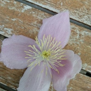 Photographie n°2171219 du taxon Clematis montana Buch.-Ham. ex DC. [1817]