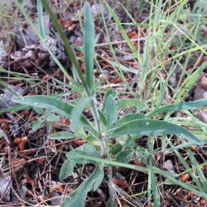 Photographie n°2171254 du taxon Silene italica (L.) Pers. [1805]