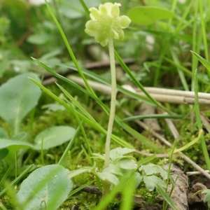 Photographie n°2171265 du taxon Adoxa moschatellina L. [1753]