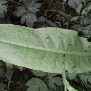 Photographie n°2171308 du taxon Cirsium palustre (L.) Scop. [1772]