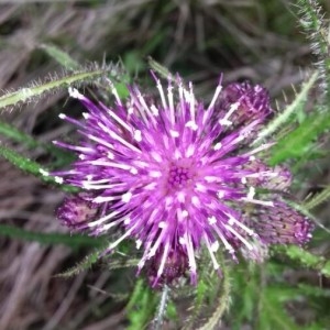 Photographie n°2171309 du taxon Cirsium palustre (L.) Scop. [1772]