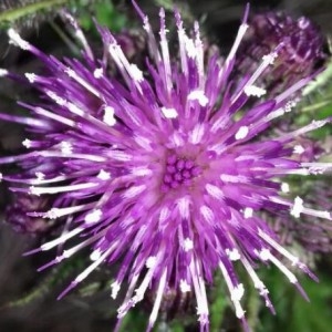 Photographie n°2171310 du taxon Cirsium palustre (L.) Scop. [1772]