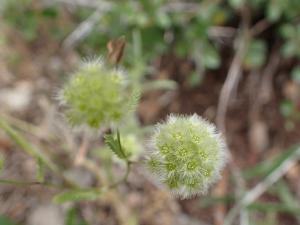 Genevieve Botti, le 14 avril 2018 (Paphos (Peyia))