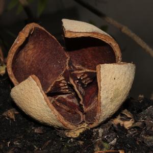 Khaya senegalensis (Desr.) A. Juss.