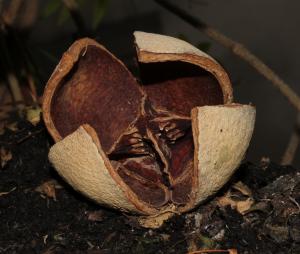 Marie  Portas, le 23 janvier 2018 (Al Kuraimat al Qibliya (Abou Simbel))