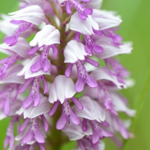  - Orchis militaris L. [1753]