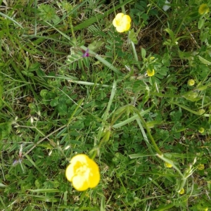 Photographie n°2171348 du taxon Ranunculus bulbosus L. [1753]