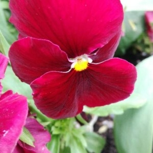 Photographie n°2171354 du taxon Viola tricolor L. [1753]
