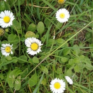 Photographie n°2171359 du taxon Bellis perennis L. [1753]