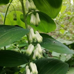 Photographie n°2171401 du taxon Polygonatum multiflorum (L.) All. [1785]