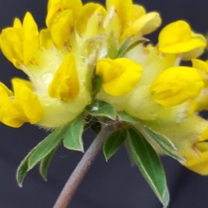 Photographie n°2171447 du taxon Anthyllis vulneraria L. [1753]