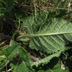 Photographie n°2171448 du taxon Salvia L. [1753]