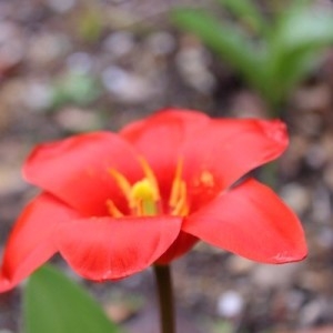 Photographie n°2171474 du taxon Tulipa kaufmanniana Regel [1877]