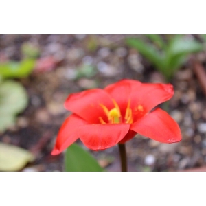 Tulipa kaufmanniana Regel (Tulipe de Kaufmann)