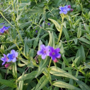 Photographie n°2171477 du taxon Buglossoides purpurocaerulea (L.) I.M.Johnst. [1954]