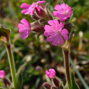 Photographie n°2171479 du taxon Silene dioica var. dioica