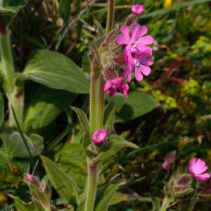 Photographie n°2171480 du taxon Silene dioica var. dioica