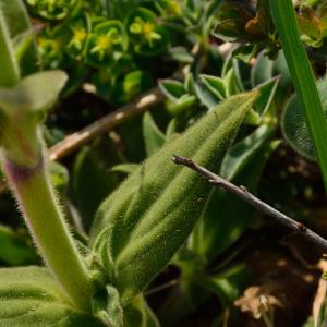 Photographie n°2171481 du taxon Silene dioica var. dioica