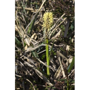 Carex montana Leers (Laiche des bruyères)