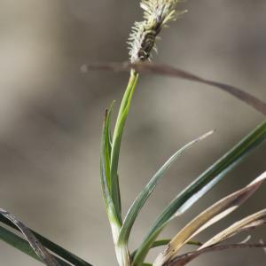 Photographie n°2171522 du taxon Carex ericetorum Pollich [1777]