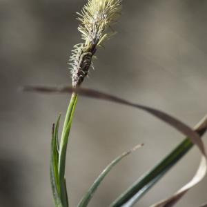 Photographie n°2171523 du taxon Carex ericetorum Pollich [1777]