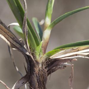 Photographie n°2171524 du taxon Carex ericetorum Pollich [1777]