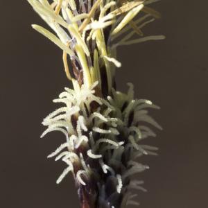 Photographie n°2171525 du taxon Carex ericetorum Pollich [1777]