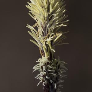 Photographie n°2171527 du taxon Carex ericetorum Pollich [1777]