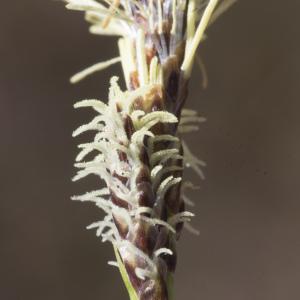 Photographie n°2171529 du taxon Carex ericetorum Pollich [1777]