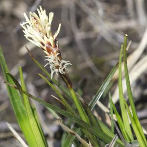 Photographie n°2171531 du taxon Carex ericetorum Pollich [1777]