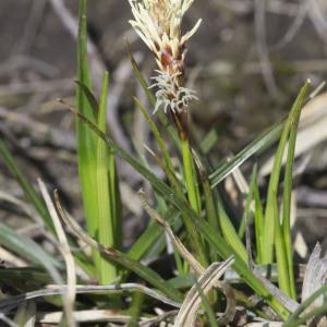 Photographie n°2171532 du taxon Carex ericetorum Pollich [1777]