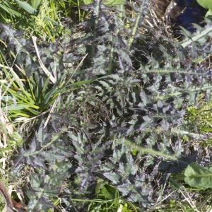 Photographie n°2171535 du taxon Cirsium palustre (L.) Scop.