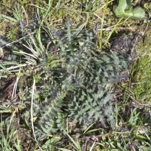 Photographie n°2171536 du taxon Cirsium palustre (L.) Scop.