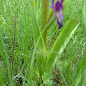 Photographie n°2171593 du taxon Anacamptis laxiflora (Lam.) R.M.Bateman, Pridgeon & M.W.Chase [1997]