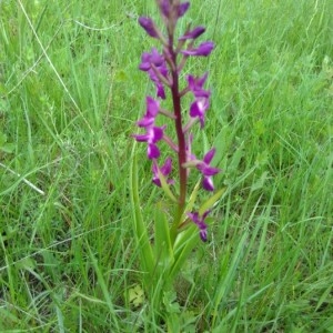 Photographie n°2171594 du taxon Anacamptis laxiflora (Lam.) R.M.Bateman, Pridgeon & M.W.Chase [1997]