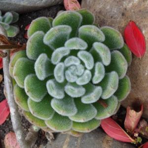  - Echeveria DC. [1828]