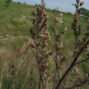 Photographie n°2171617 du taxon Artemisia vulgaris L. [1753]