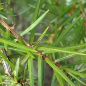 Photographie n°2171633 du taxon Juniperus communis L. [1753]