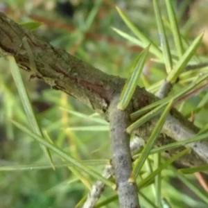 Photographie n°2171634 du taxon Juniperus communis L. [1753]