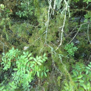 Photographie n°2171635 du taxon Juniperus communis L. [1753]