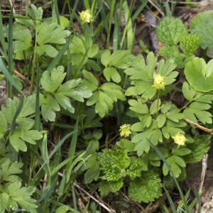 Photographie n°2171656 du taxon Adoxa moschatellina L.