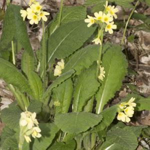 Photographie n°2171660 du taxon Primula elatior (L.) Hill