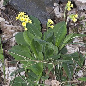 Photographie n°2171666 du taxon Primula elatior (L.) Hill