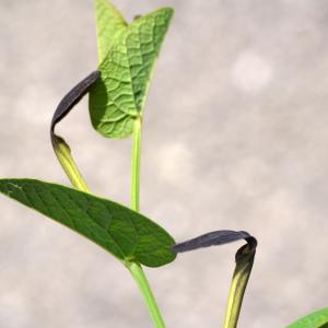 Photographie n°2171704 du taxon Aristolochia rotunda L. [1753]