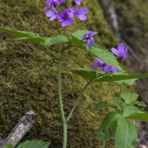 Photographie n°2171760 du taxon Cardamine pentaphyllos (L.) Crantz