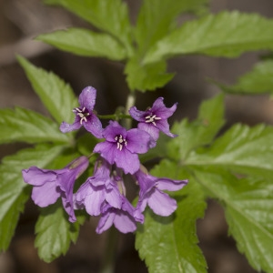 Photographie n°2171762 du taxon Cardamine pentaphyllos (L.) Crantz